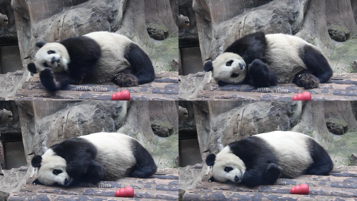 大熊猫躺在木排上翻身打哈欠