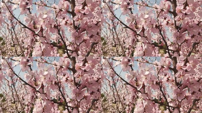 桃花丛中的蜜蜂