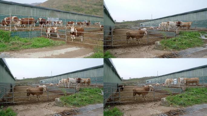 畜牧养殖业牛特写镜头-32