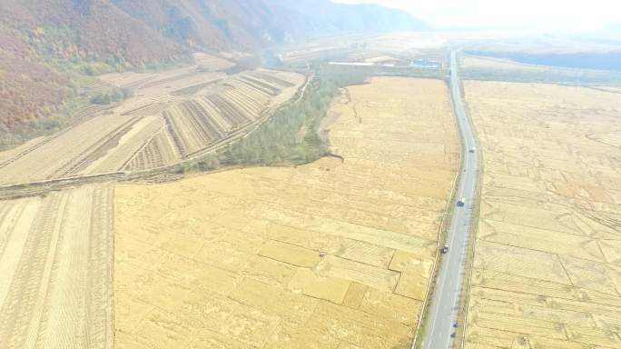 水稻大米航拍4K金黄色种植农作物