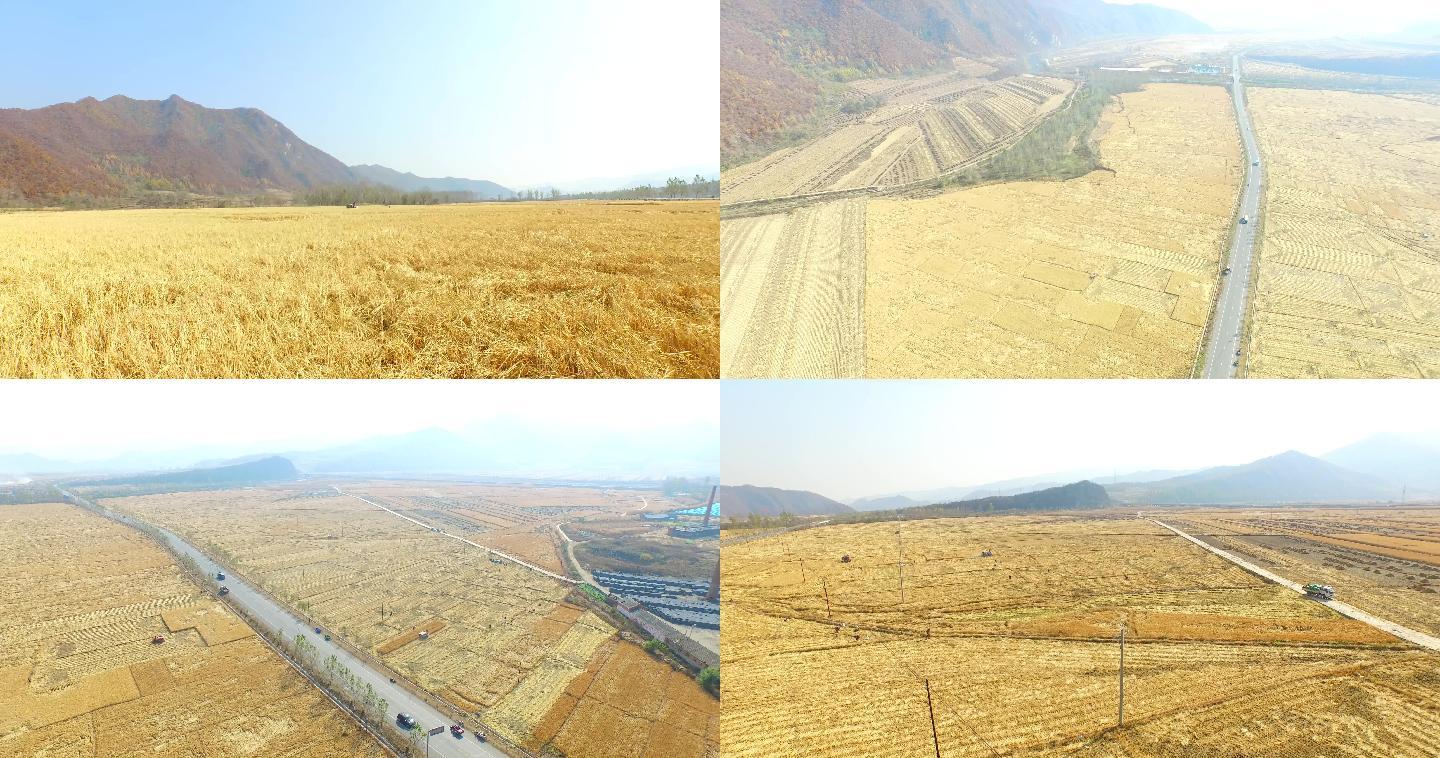 水稻大米航拍4K金黄色种植农作物