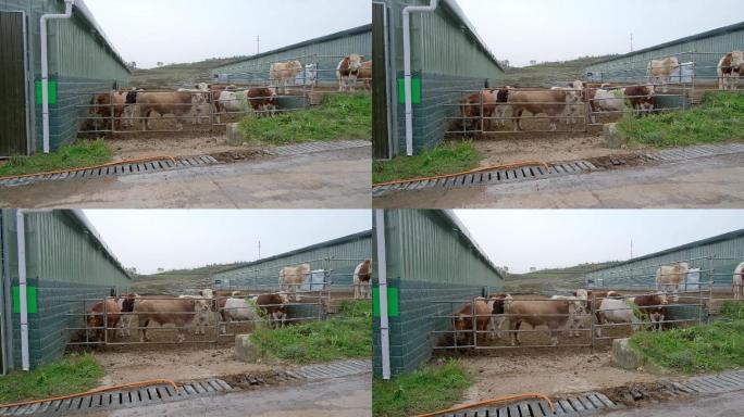 畜牧养殖业牛特写镜头-30