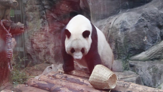 大熊猫走上圆木做成的床上坐下挠痒痒