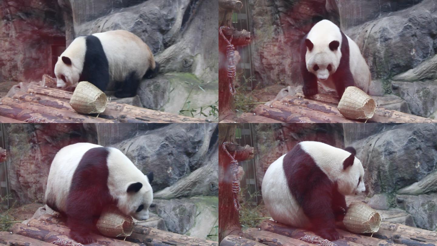 大熊猫走上圆木做成的床上坐下挠痒痒