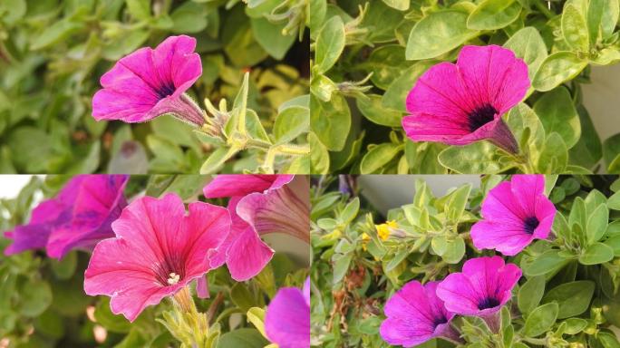 公园里的喇叭花高清视频