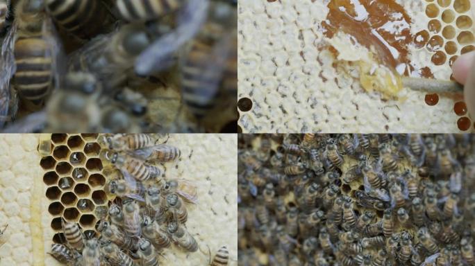 蜜蜂蜂蜜特写蜂箱蜂巢高清超长