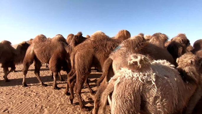 沙漠骆驼群系列镜头成群骆驼腾格里沙