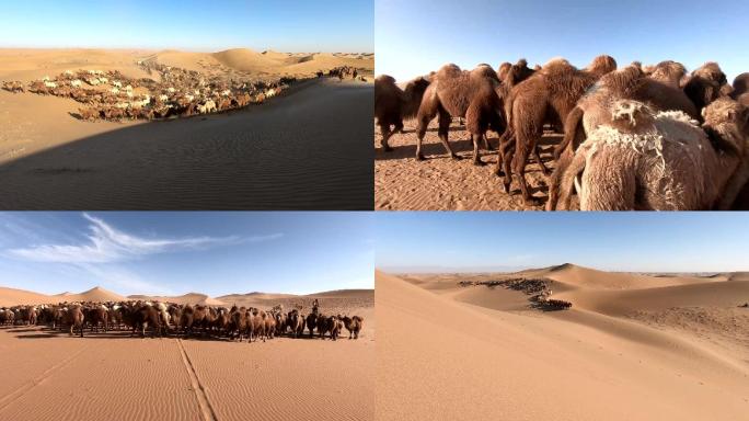 沙漠骆驼群系列镜头成群骆驼腾格里沙