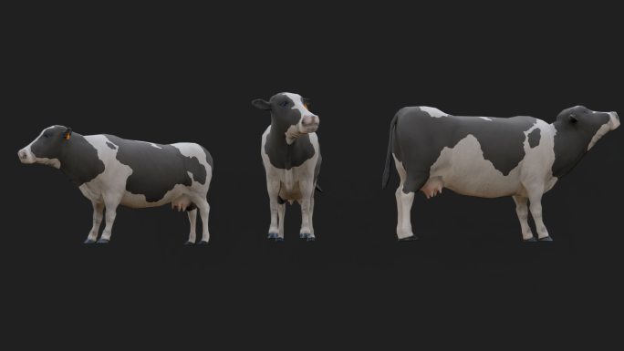 奶牛动态牛透明通道三视图4k