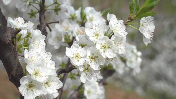 李子花