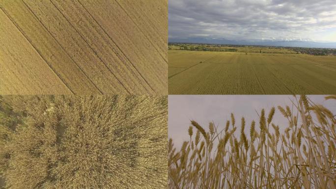 金色麦田收割