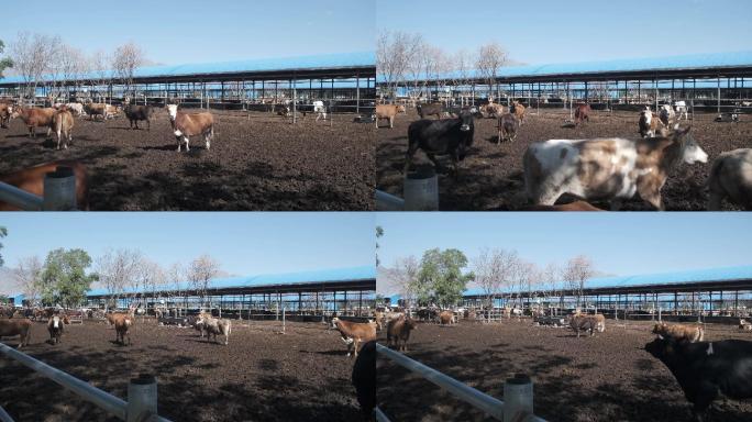 4K畜牧养殖业牛特写镜头-124