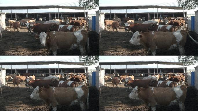 畜牧养殖业牛特写镜头-51