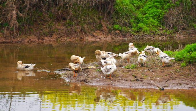 乡村小河流边的鸭群丨4K丨原创实拍