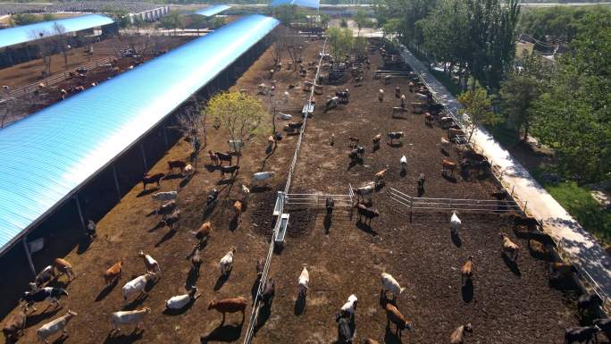 【4K航拍】畜牧养殖业牛场-1
