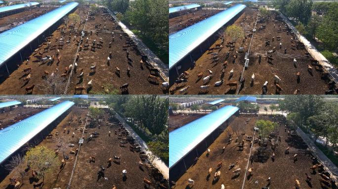 【4K航拍】畜牧养殖业牛场-1