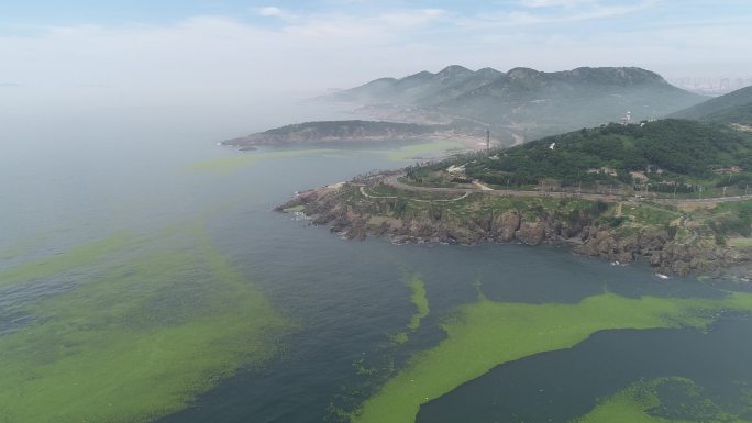 4k海洋浒苔环境污染