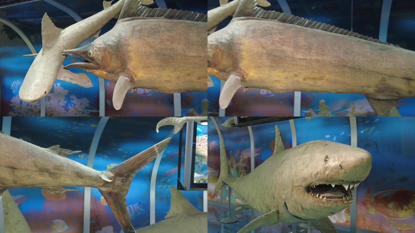 海洋鲨鱼标本展示