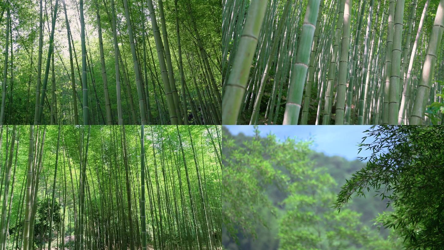 竹林各种竹类空境特写