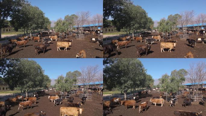 【4K航拍】畜牧养殖业牛场-8