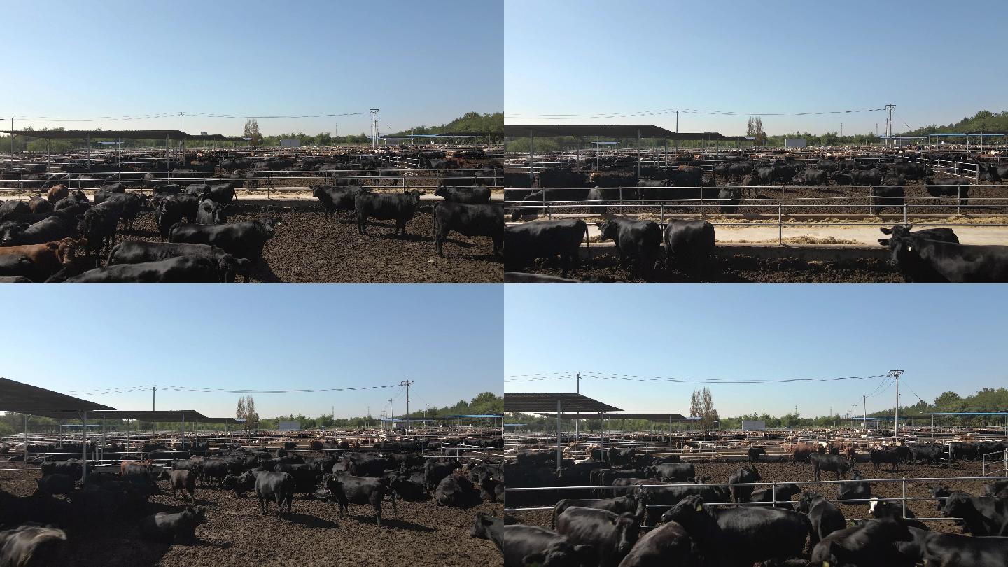 【4K航拍】畜牧养殖业牛场-4