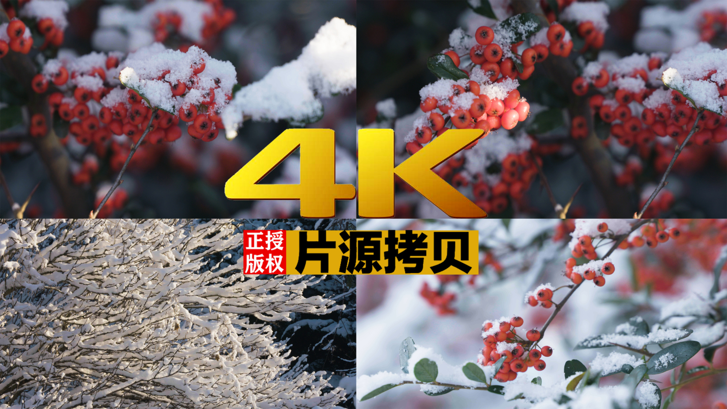 4K雪中红豆火棘枝头压雪冬季阳光【灰片】