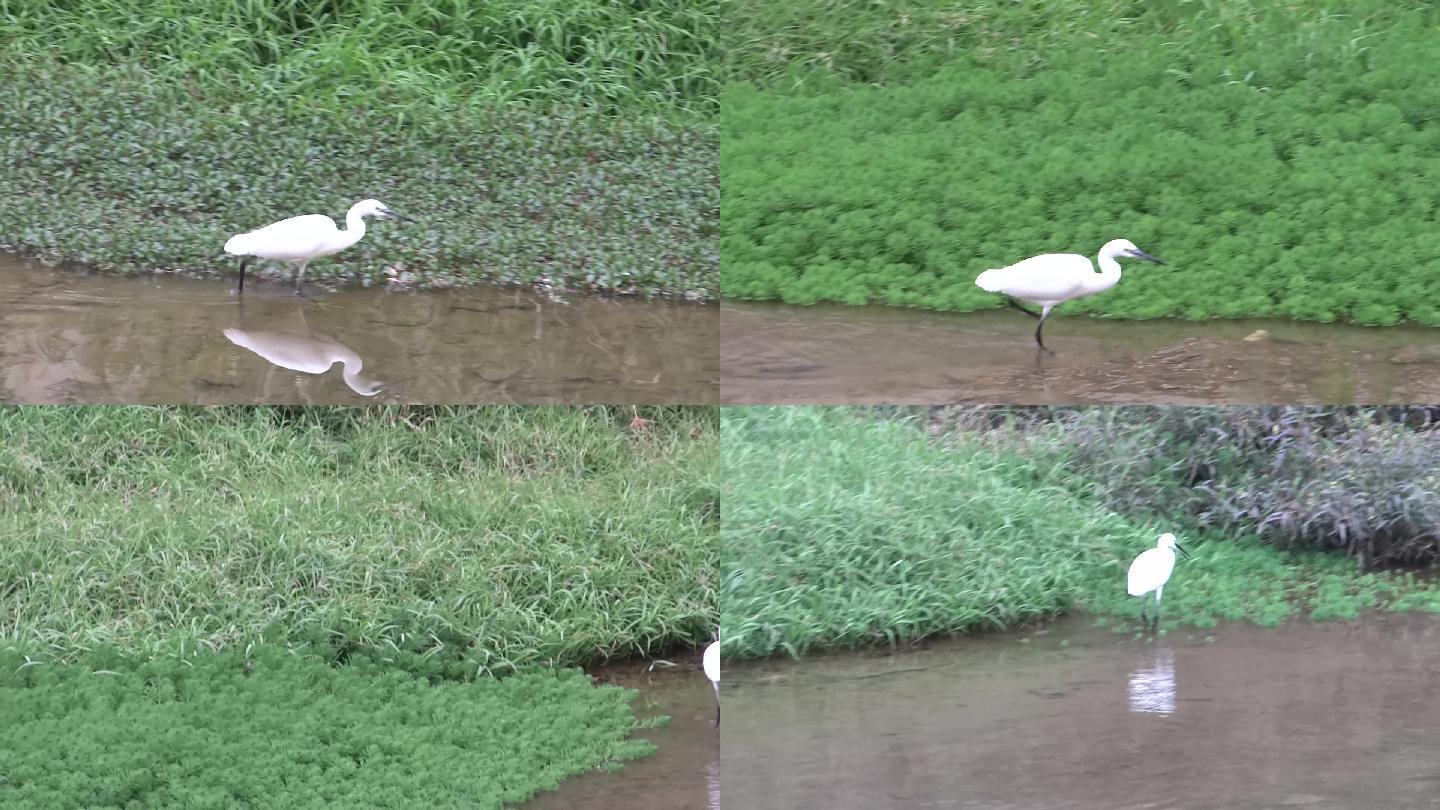 白鹭在深圳西乡河滩上栖息觅食