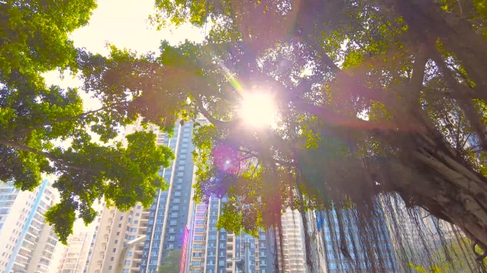 逆光下的城市街道绿树成荫-空境