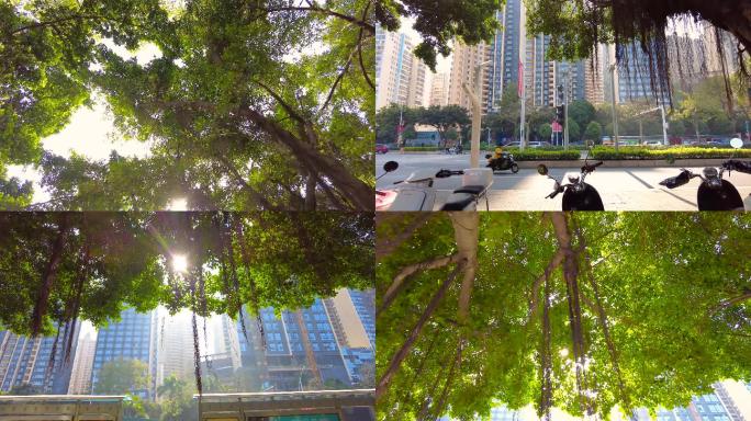 逆光下的城市街道绿树成荫-空境