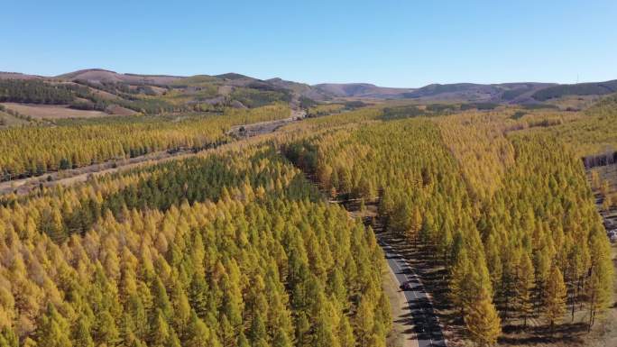 塞罕坝 林业 秋季树林间公路自驾航拍