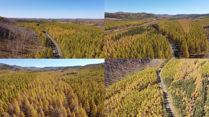 塞罕坝 林业 秋季树林间公路自驾航拍