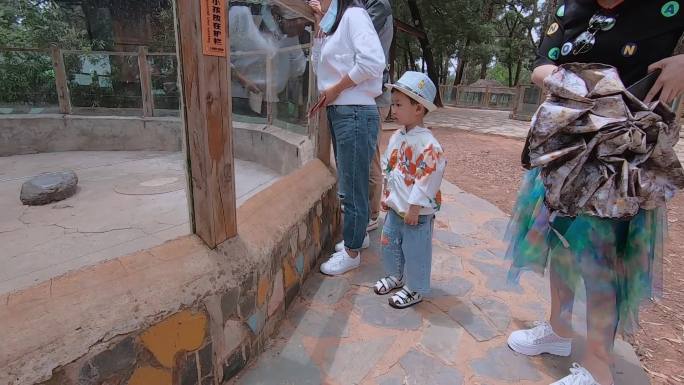小幼儿带帽子游动物园老虎园