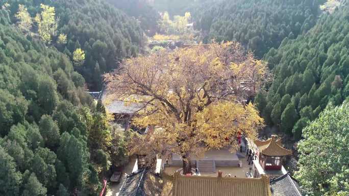 千年银杏树淌豆寺景区