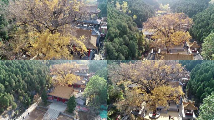 千年银杏树淌豆寺景区