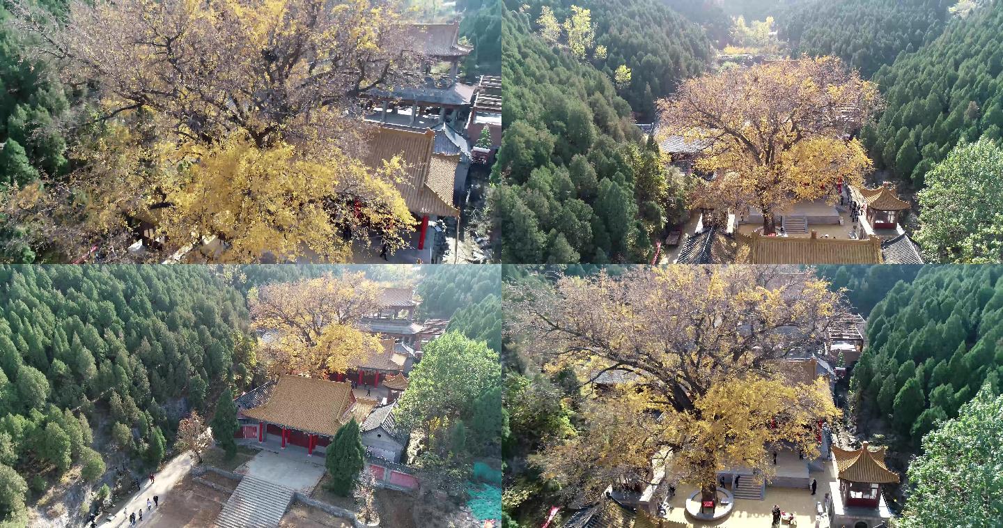 千年银杏树淌豆寺景区