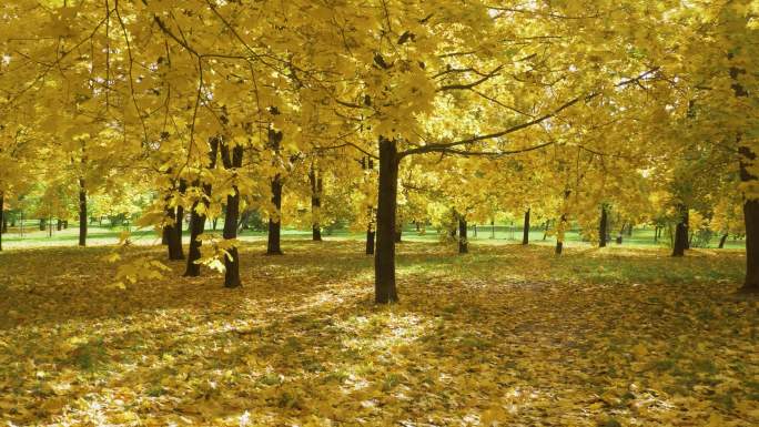 4K秋天树林落叶黄色叶子枫叶公园