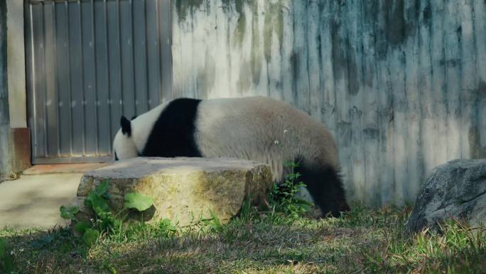 大熊猫4k视频