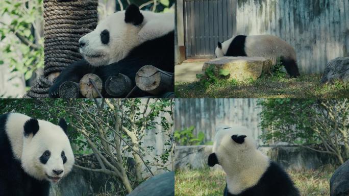 大熊猫4k视频