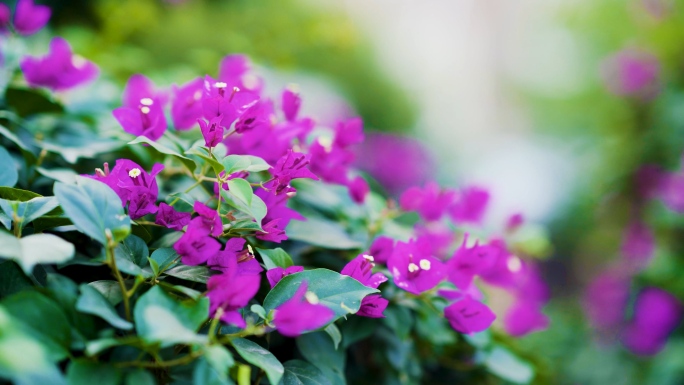 紫色唯美叶子花三角花室中花九重葛贺春红勒