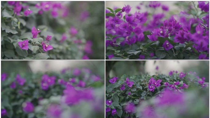 紫色唯美叶子花三角花室中花九重葛贺春红勒