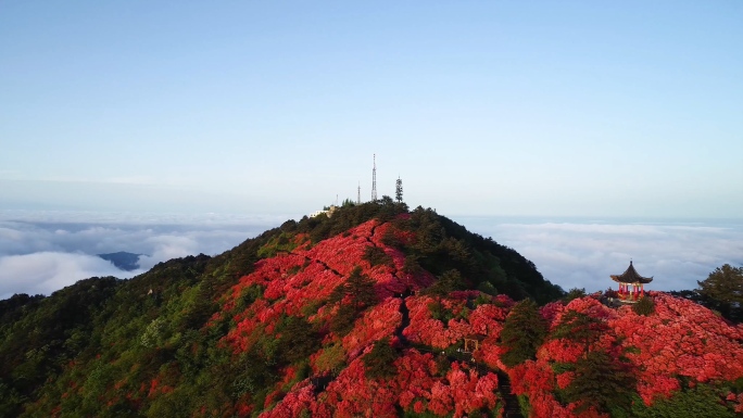 【原创4K】杜鹃花映山红视频素材