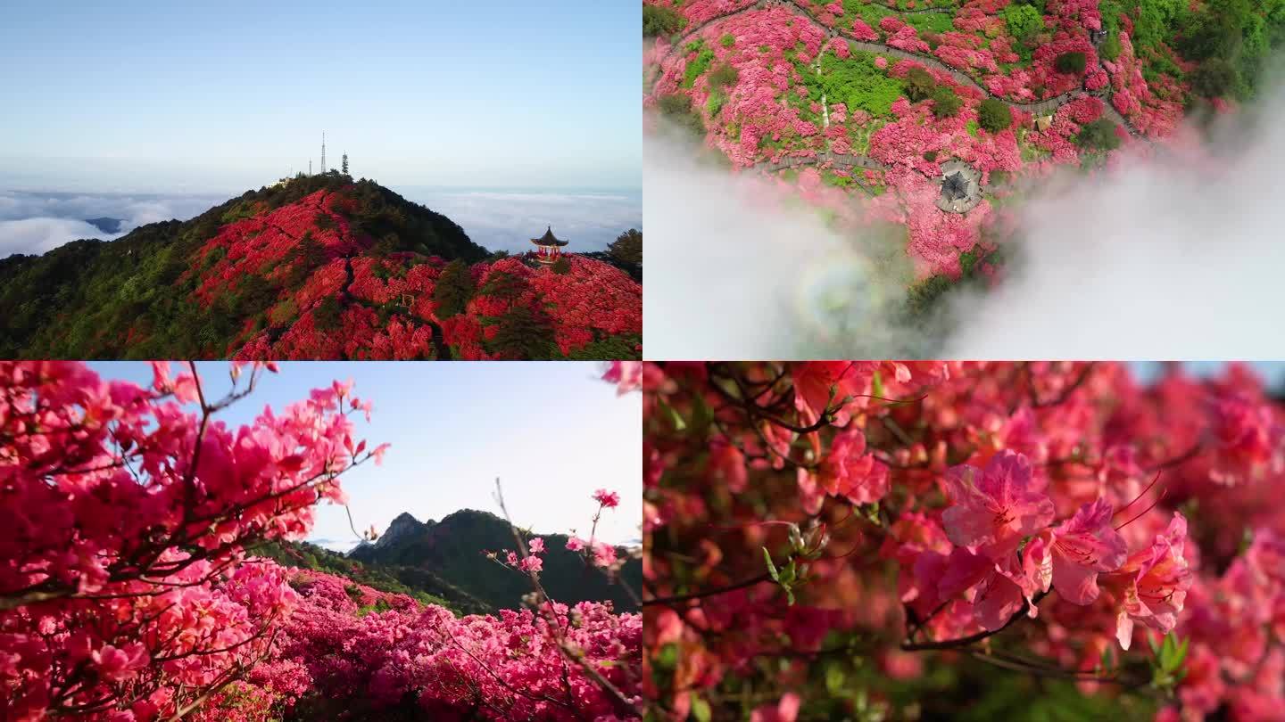 【原创4K】杜鹃花映山红视频素材