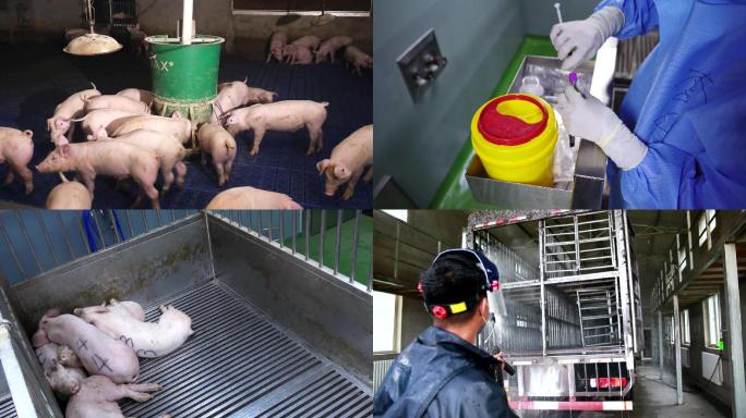 猪场猪瘟检测病毒消毒
