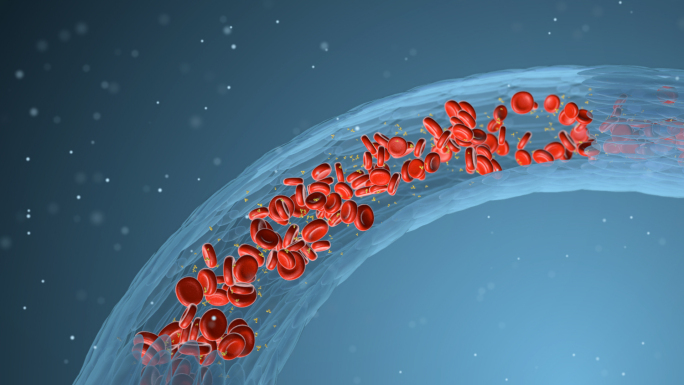 原创血管红细胞血液循环快慢对比动画