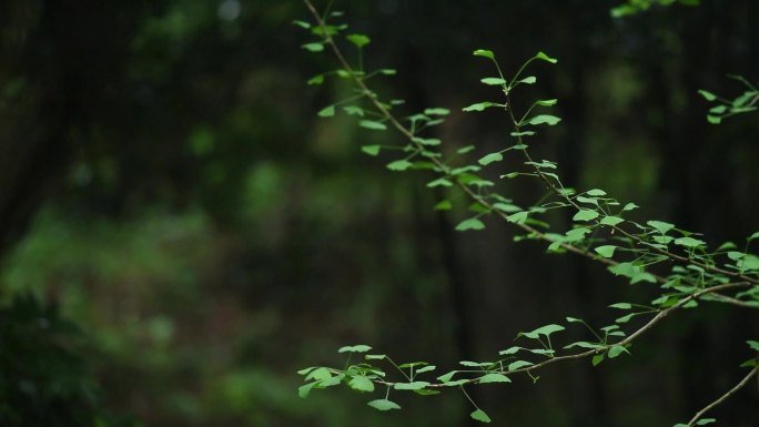 银杏树 下雨  春天