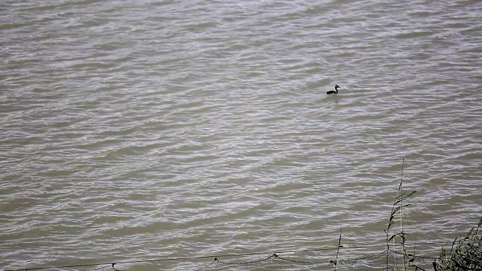 水面上孤单的水鸟