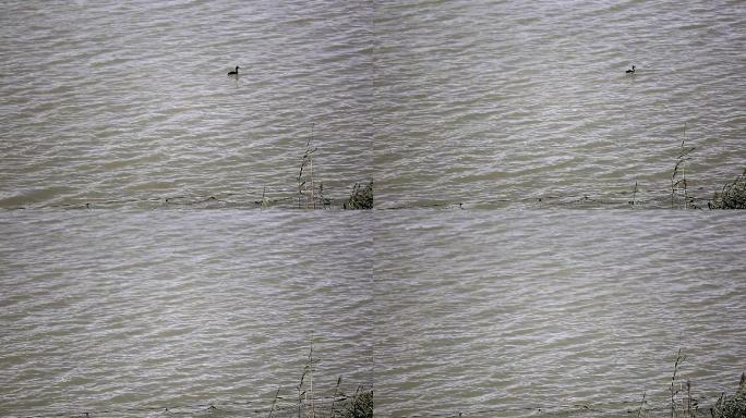 水面上孤单的水鸟