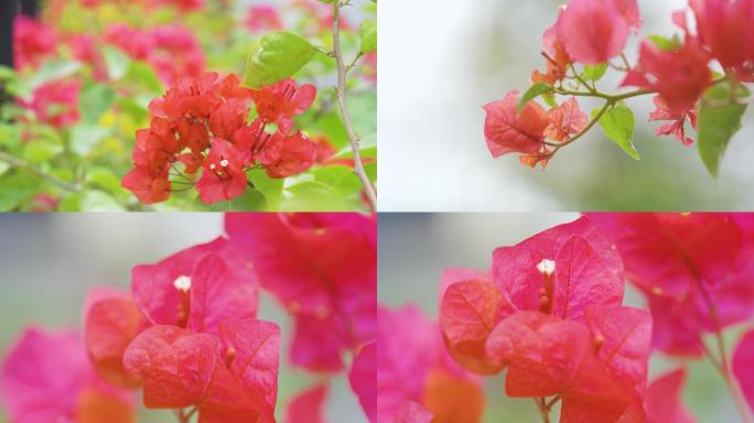 【4K】勒杜鹃花