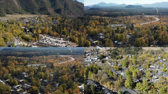 腾冲银杏村4K航拍银杏树银杏叶