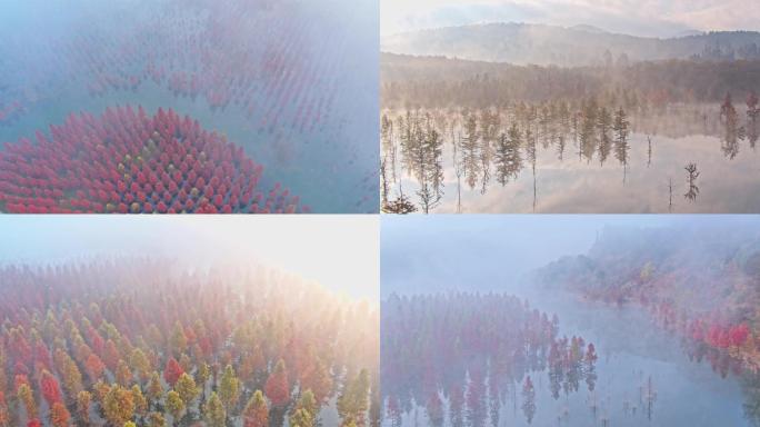 松花坝甸尾村水杉航拍水杉